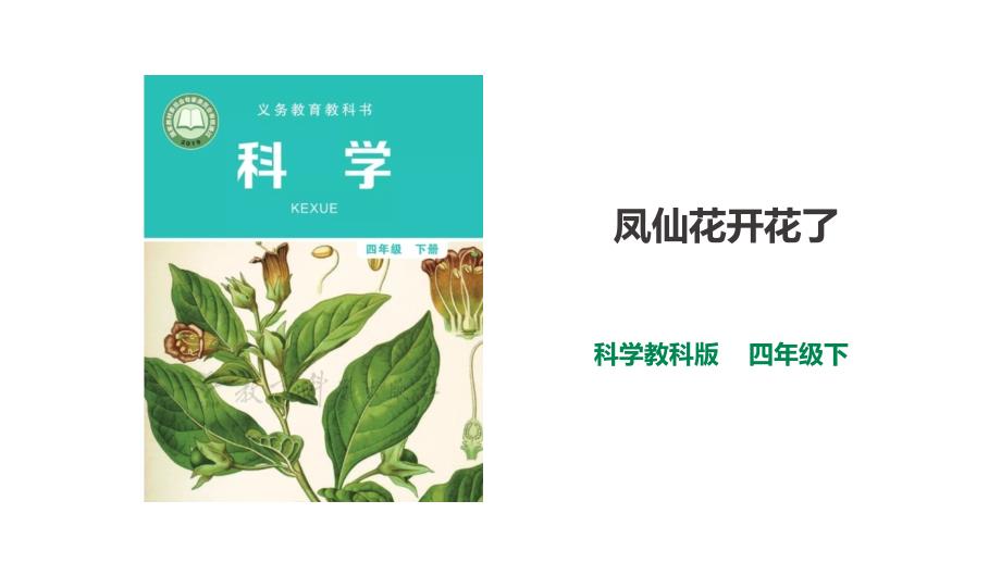 教科版科学四年级下册-1.5《凤仙花开花了》ppt课件(2套)_第1页