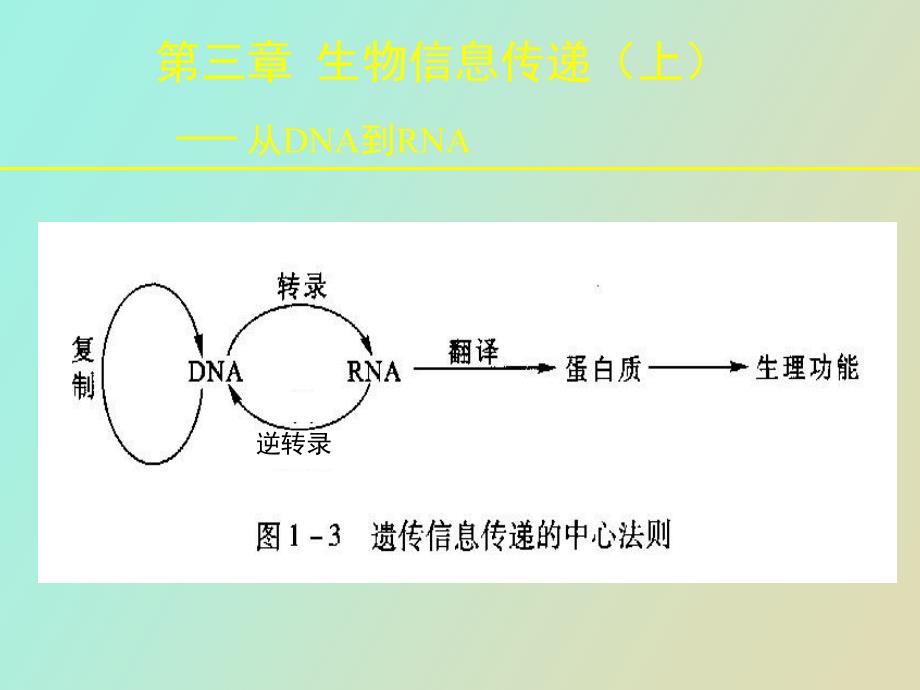 生物信息传递上从DNA到RNA_第1页