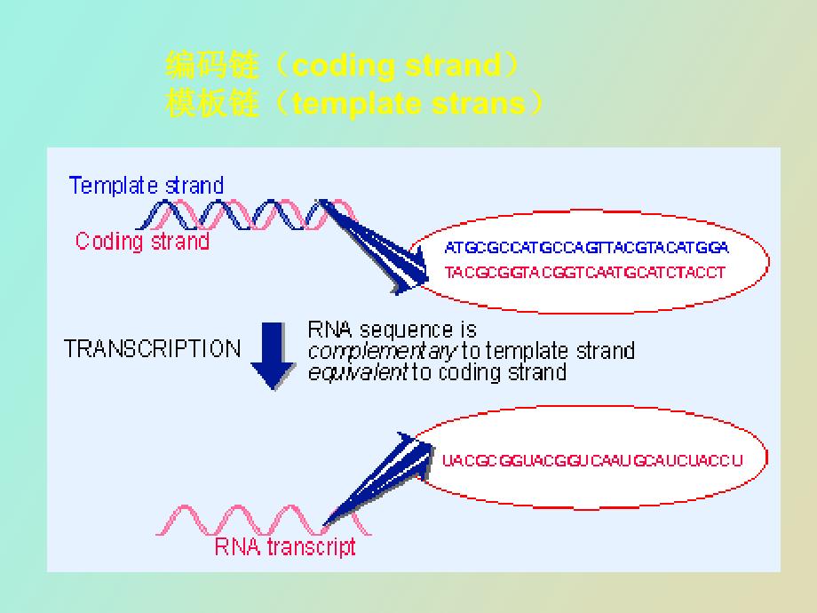 生物信息传递上从DNA到RNA_第3页