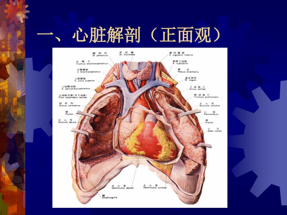 体外手术护理配合讲课室缺_第3页