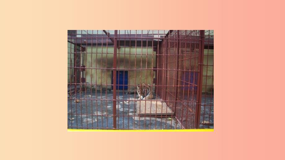 八年级英语下册Unit3AnimalsAreOurFriendsLesson17SavetheTigers课件新版冀教版.ppt_第3页