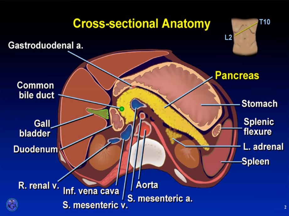 内科学教学课件：Acute Pancreatitis_第3页