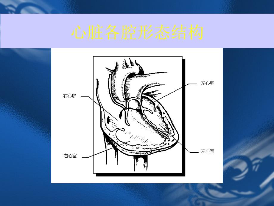 《ECG基础知识》PPT课件_第4页