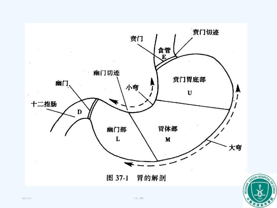 胃肿瘤影像诊断最新）_第2页