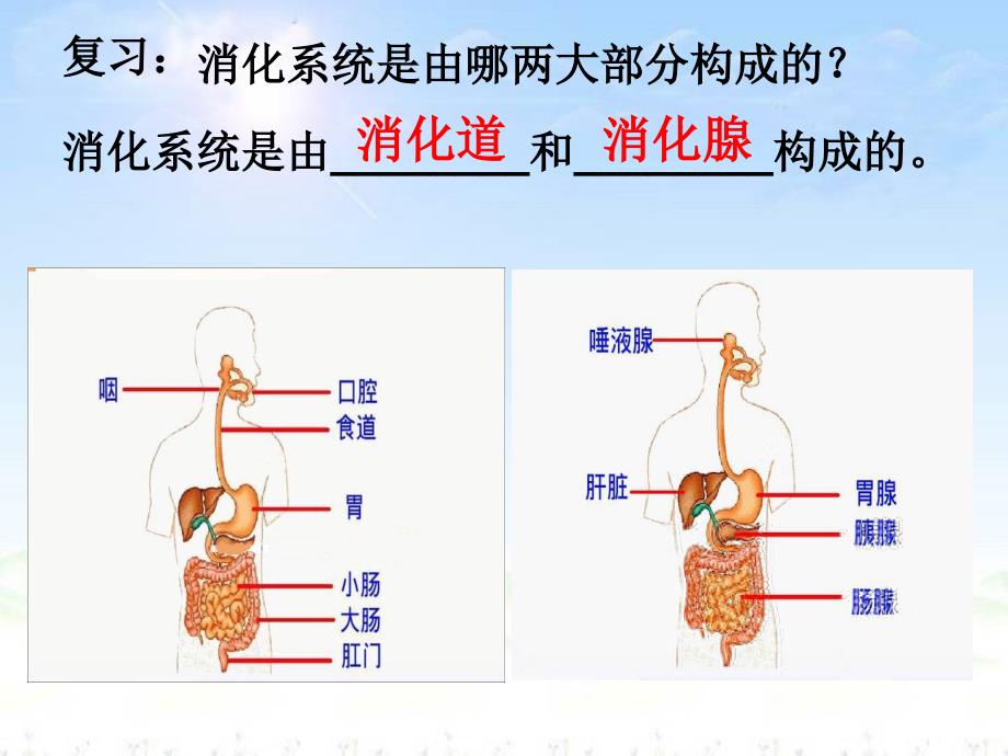 呼吸道对空气的处理2课件_第2页