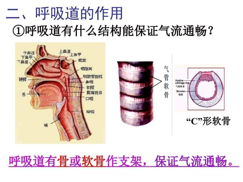 呼吸道对空气的处理2课件_第5页