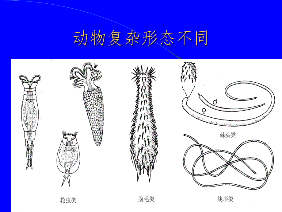 原腔动物PPT课件_第2页