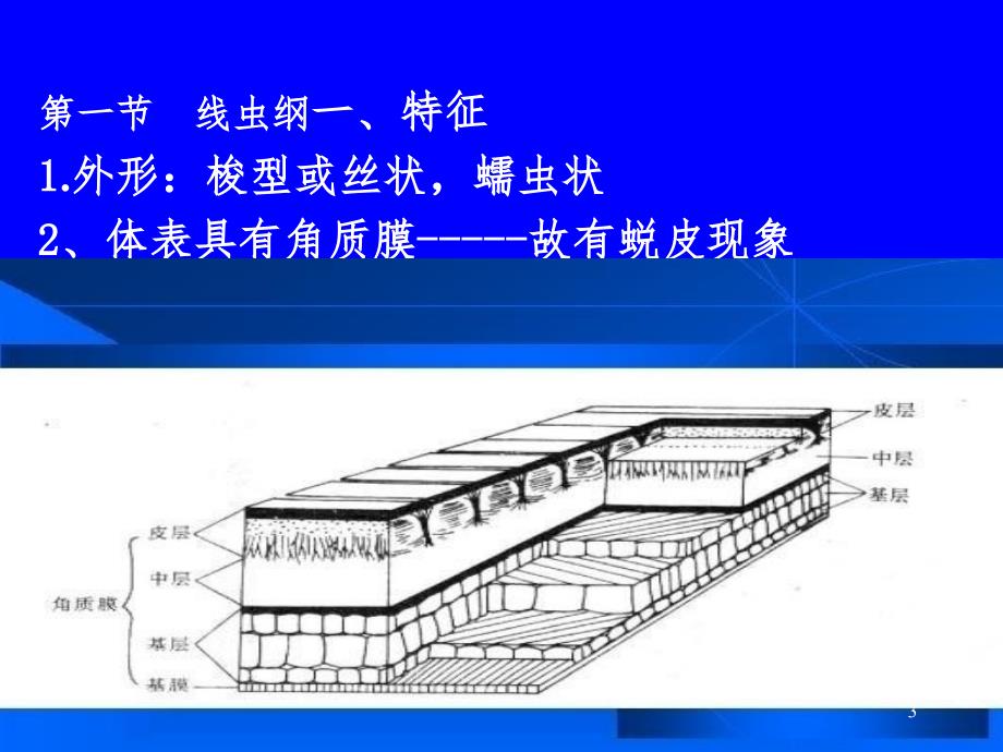 原腔动物PPT课件_第3页