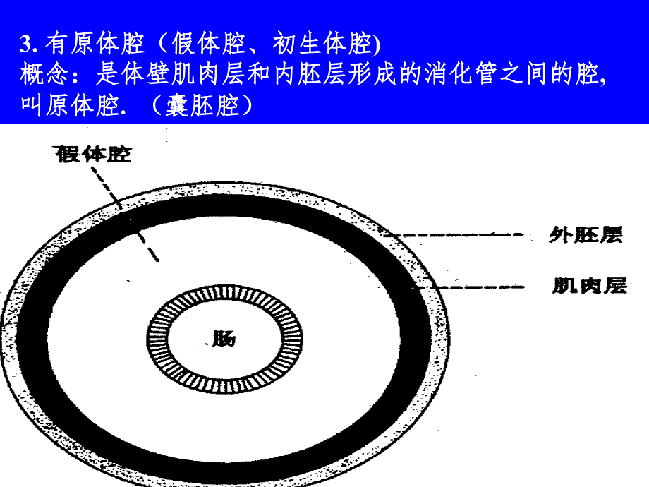 原腔动物PPT课件_第4页