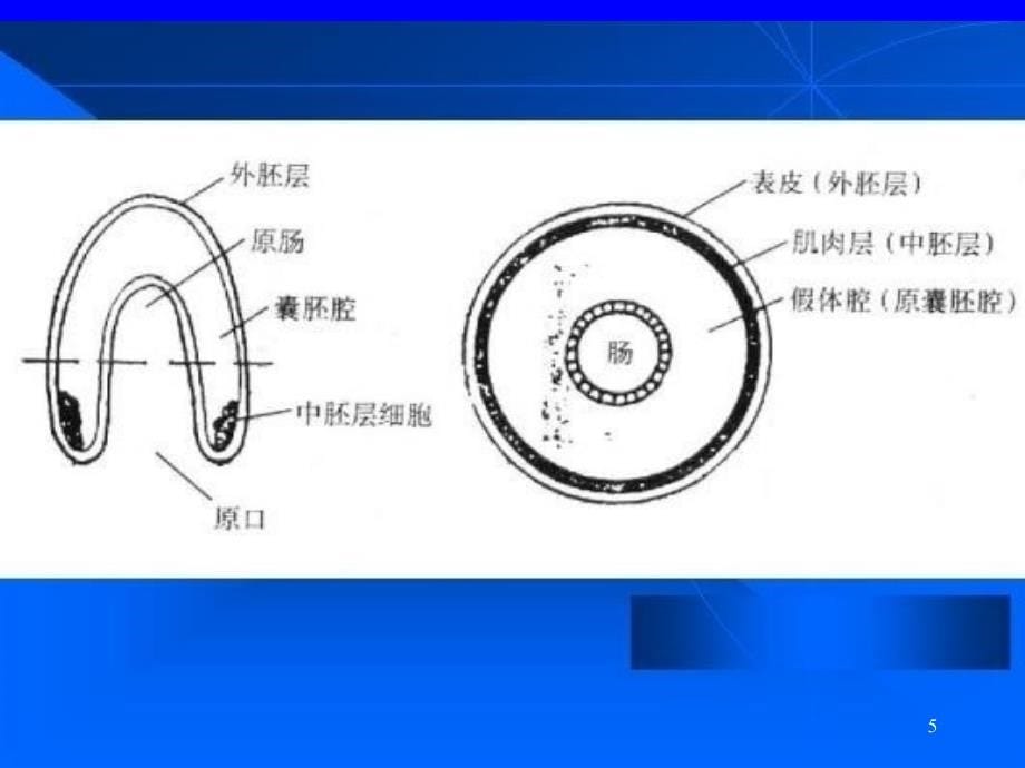 原腔动物PPT课件_第5页