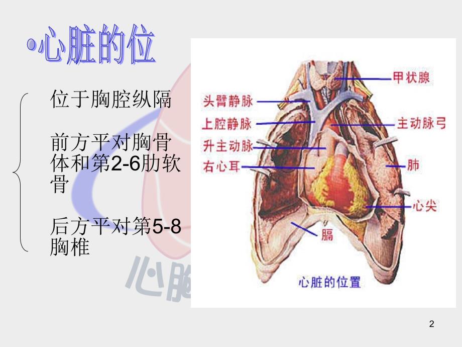 医学PPT课件心脏体格检查_第2页