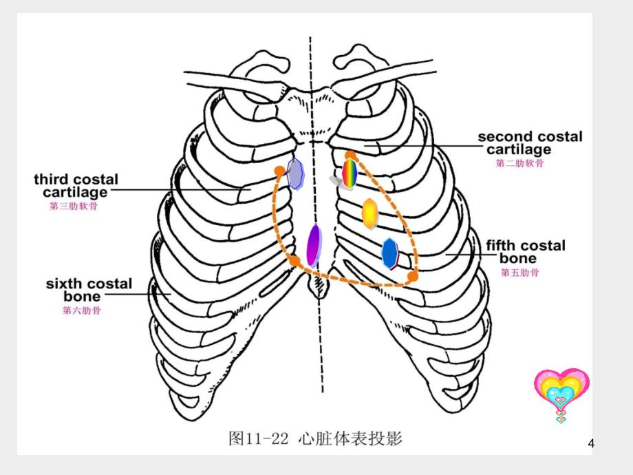 医学PPT课件心脏体格检查_第4页