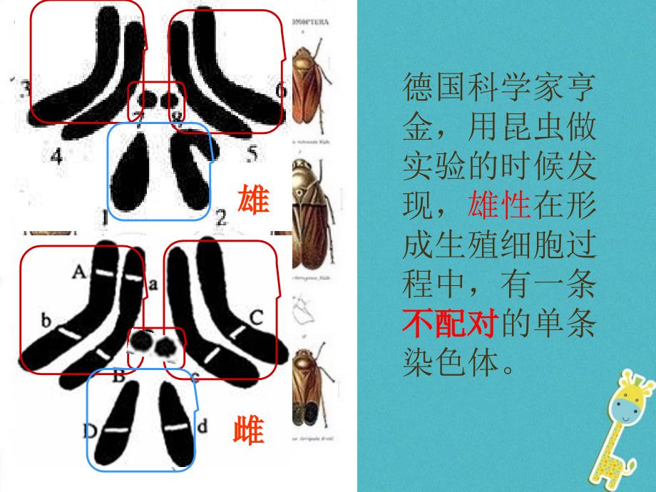 八年级生物下册 第二章 第四节 人的性别遗传1 （新版）新人教版_第4页