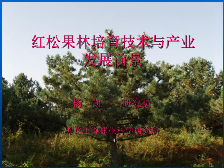 红松果林培育技术与产业 发展前景.ppt_第1页