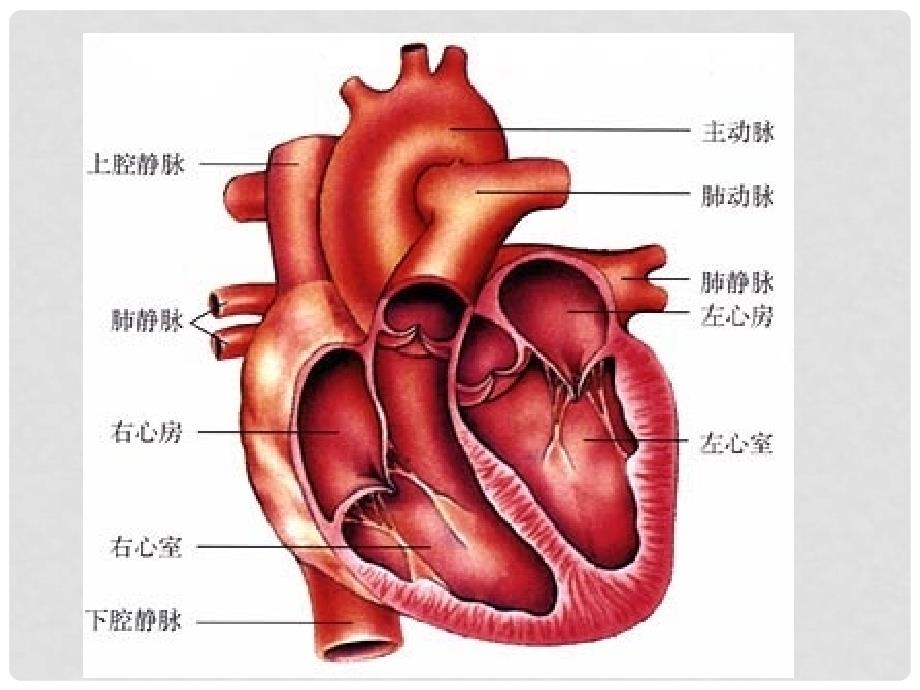 七年级生物下册 第四章 第三节 输送血液的泵─心脏课件 新人教版_第2页