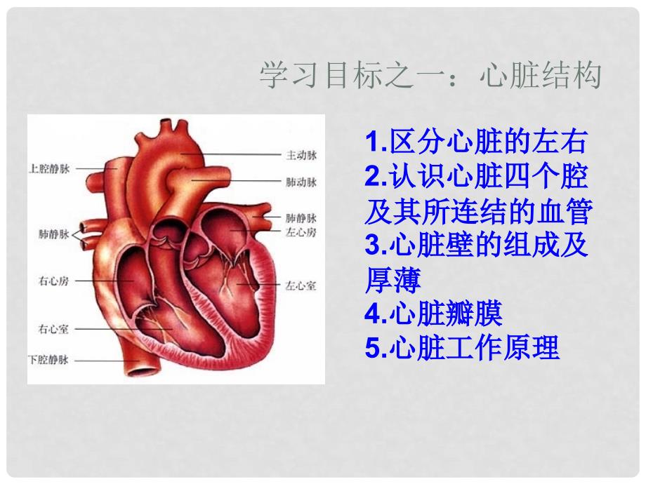 七年级生物下册 第四章 第三节 输送血液的泵─心脏课件 新人教版_第4页