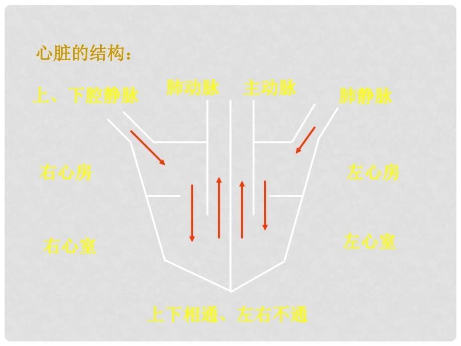 七年级生物下册 第四章 第三节 输送血液的泵─心脏课件 新人教版_第5页