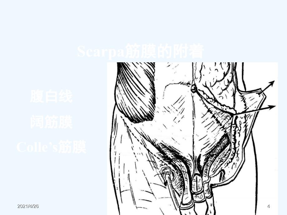 髂腹股沟区解剖精品课件_第4页