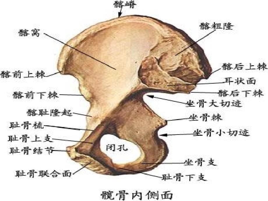 骨盆骨折围手术期护理PPT_第5页