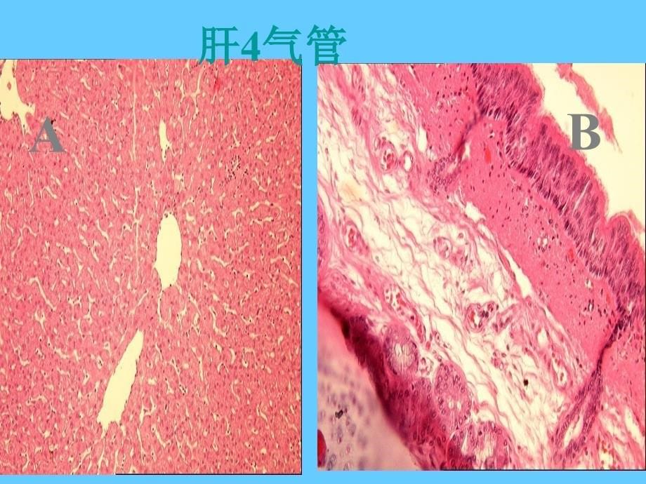 组织学与胚胎学切片考试PPT_第5页