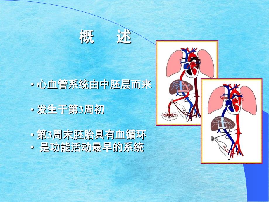 组织学与胚胎学第25章心血管系统的发生ppt课件_第2页