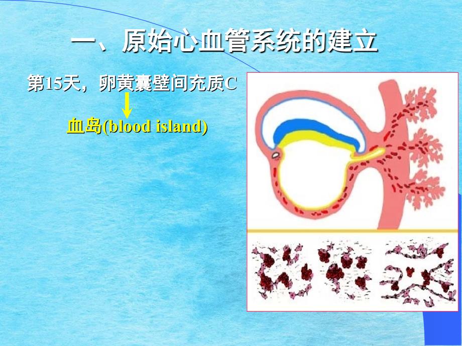 组织学与胚胎学第25章心血管系统的发生ppt课件_第3页