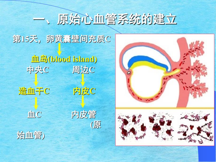 组织学与胚胎学第25章心血管系统的发生ppt课件_第4页