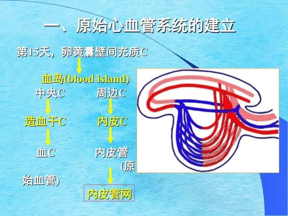 组织学与胚胎学第25章心血管系统的发生ppt课件_第5页