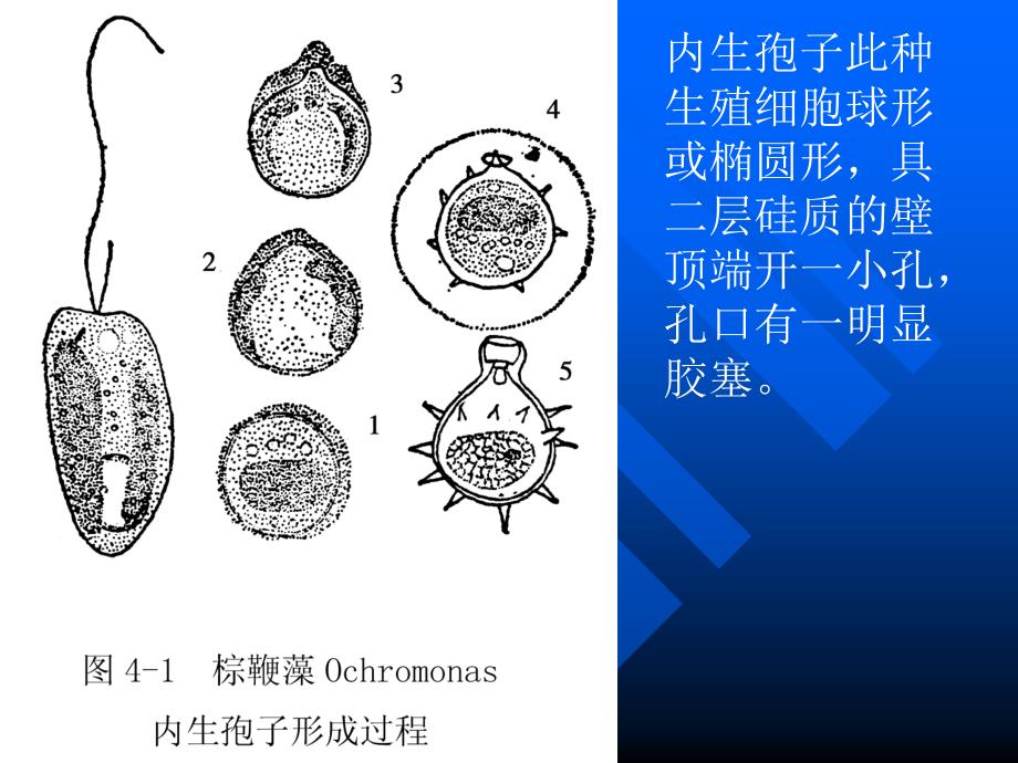 第四部分金藻门_第4页