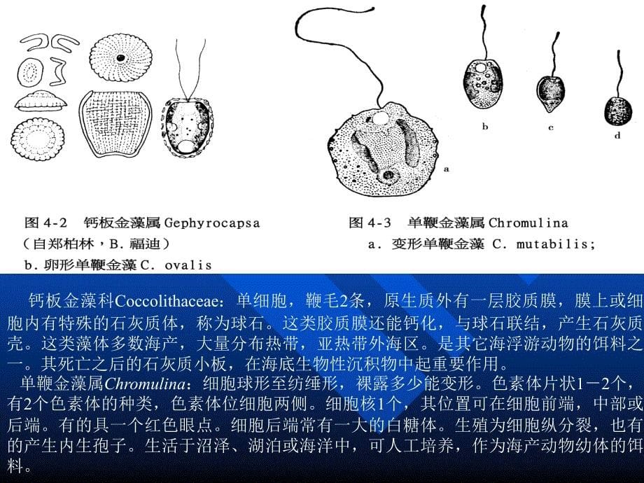 第四部分金藻门_第5页