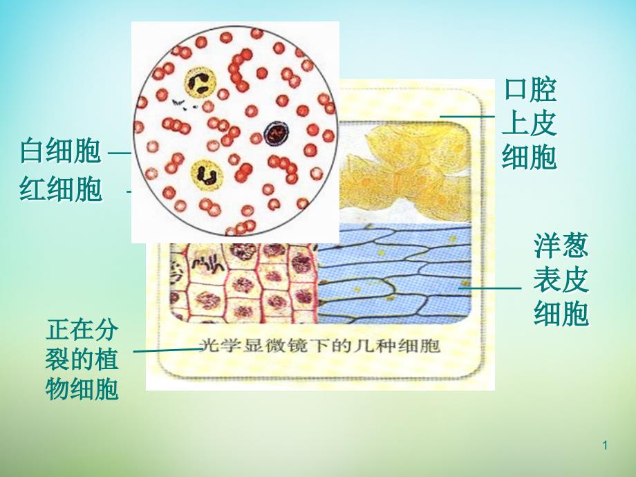 最新：【人教版】高中生物必修一：1.2细胞的多样性和统一性ppt课件文档资料_第1页