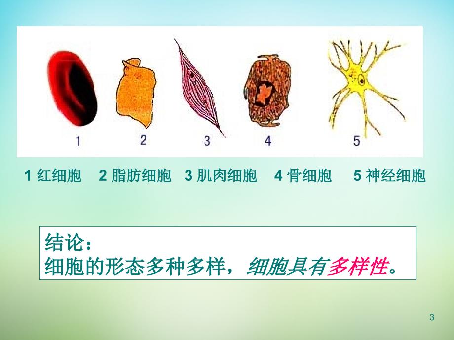 最新：【人教版】高中生物必修一：1.2细胞的多样性和统一性ppt课件文档资料_第3页