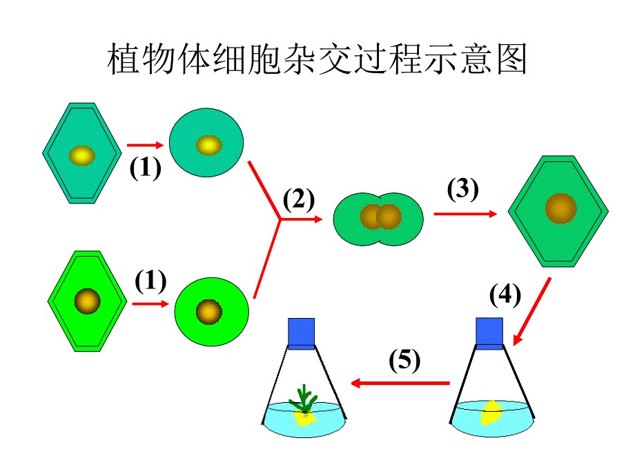 动物细胞融合与单克隆抗体用_第3页