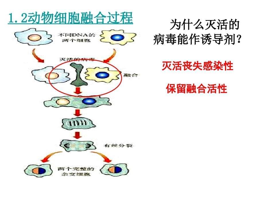 动物细胞融合与单克隆抗体用_第5页