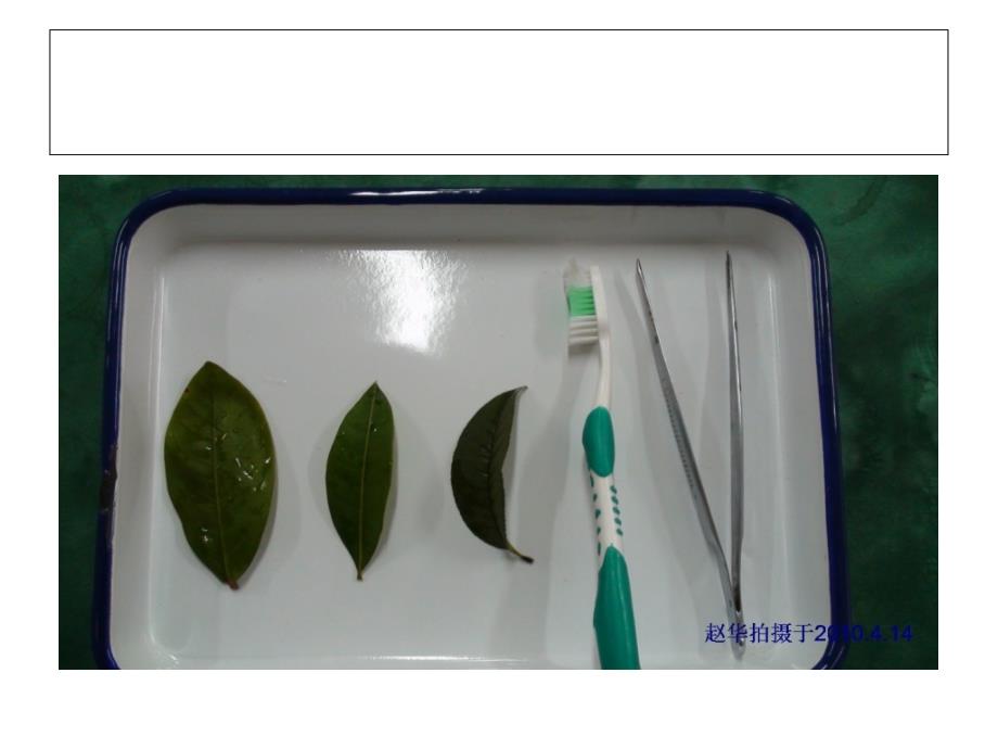 叶脉书签的制作课件_第4页