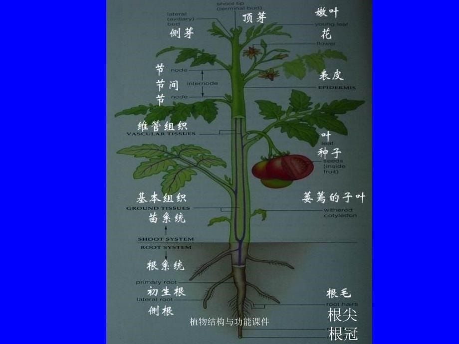 植物结构与功能课件_第5页