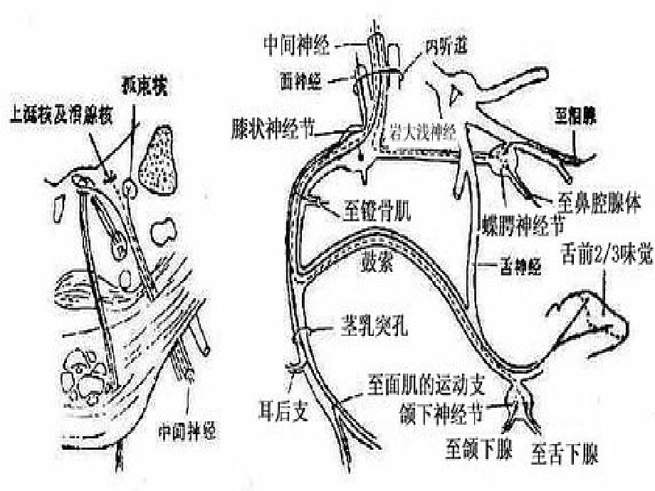 面神经解剖PPT课件_第3页