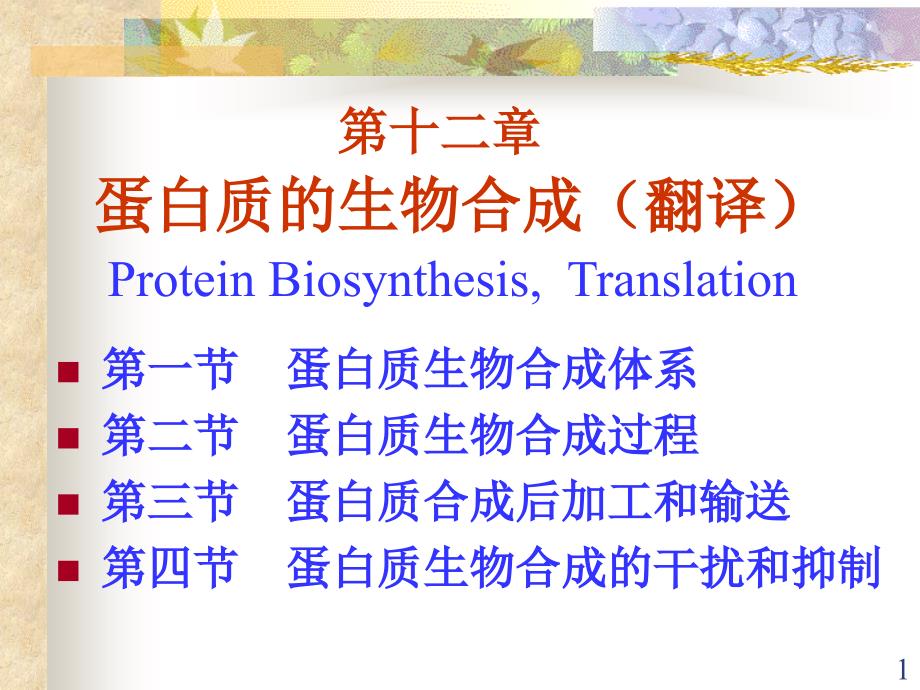 蛋白质的生物合成(翻译)_第1页