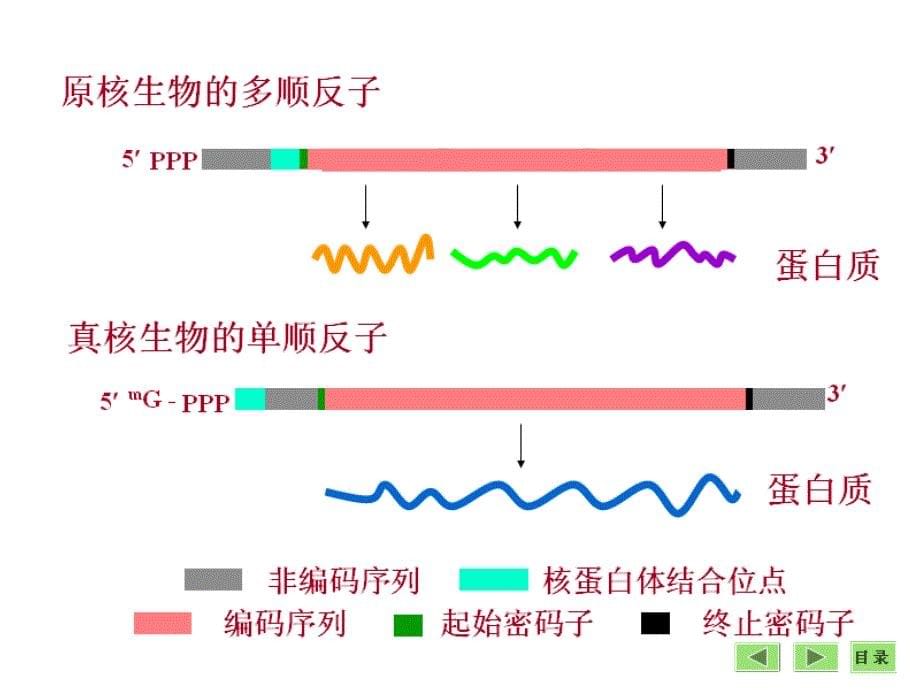 蛋白质的生物合成(翻译)_第5页