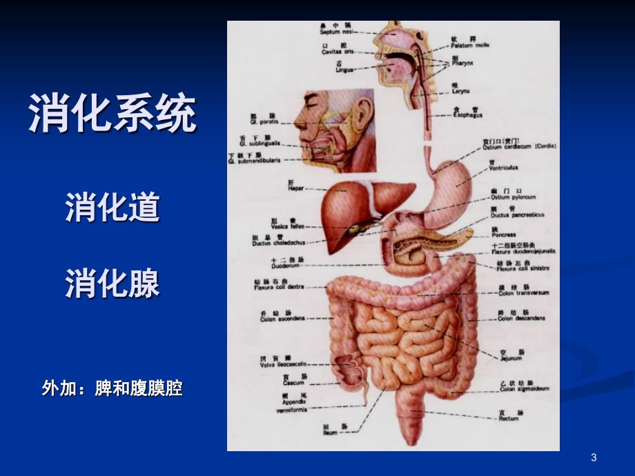 医学影像学课件：第六章消化系统与腹膜腔_第3页