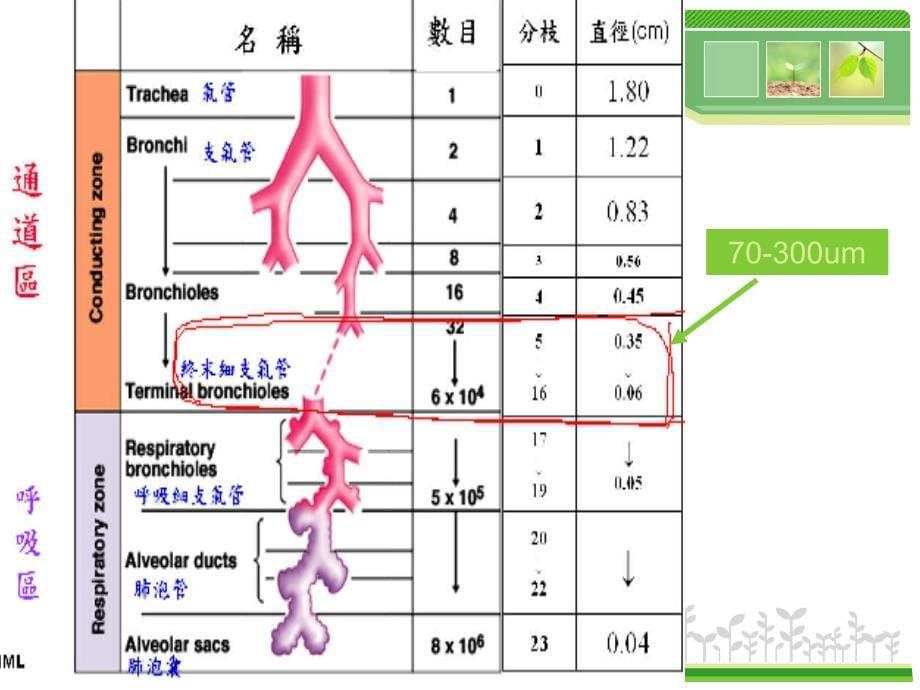 急性细支气管炎王和生_第5页