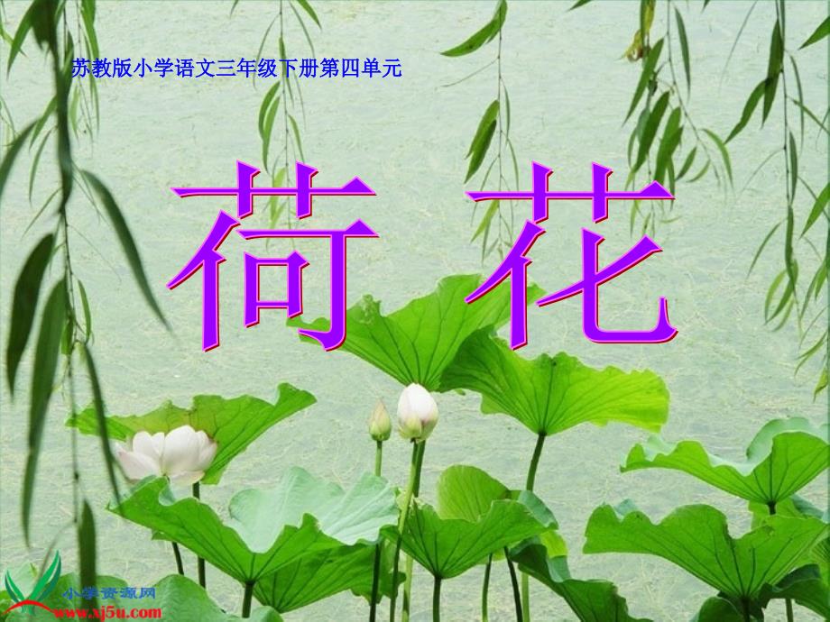 荷花李红青州苏埠屯小学.ppt_第2页