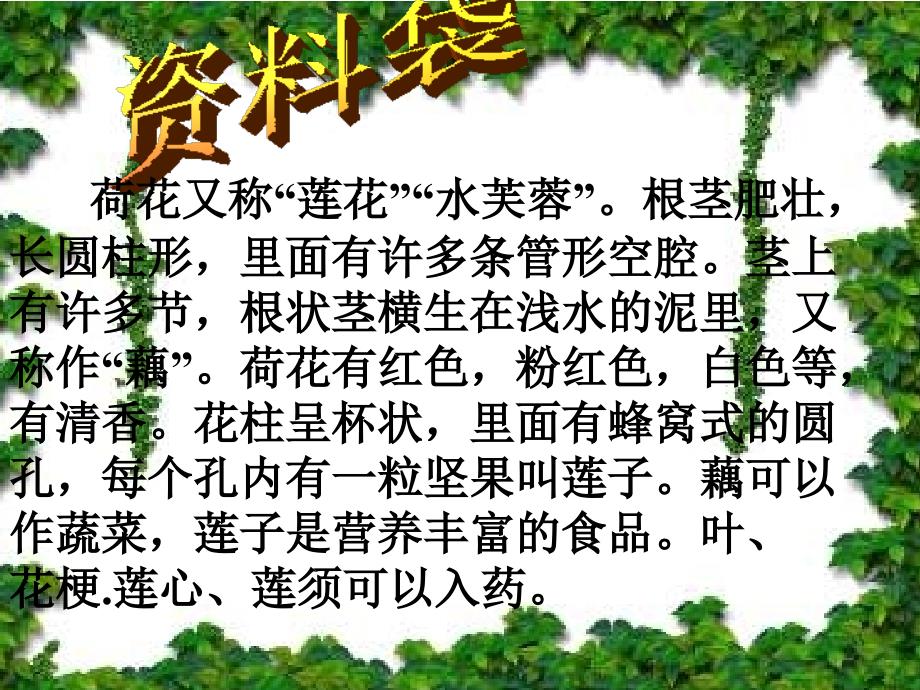 荷花李红青州苏埠屯小学.ppt_第3页