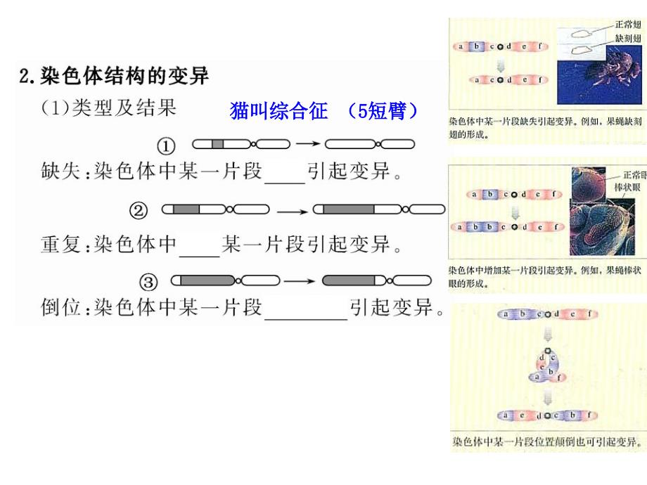 252染色体变异_第4页