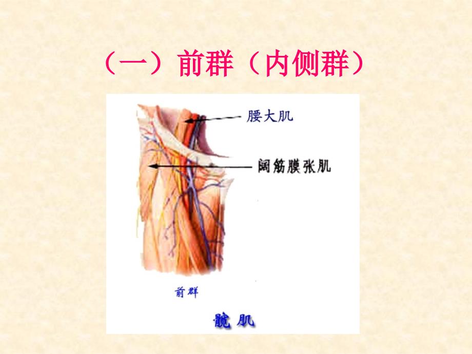 《基础解剖学》课件：运动系统－－骨骼肌－－下肢肌_第4页