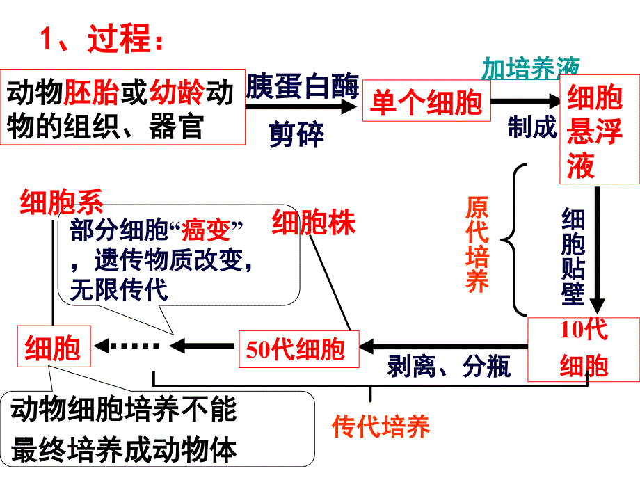 动物细胞工程专题复习.ppt_第3页