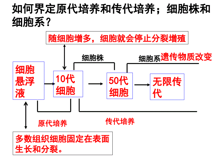 动物细胞工程专题复习.ppt_第4页