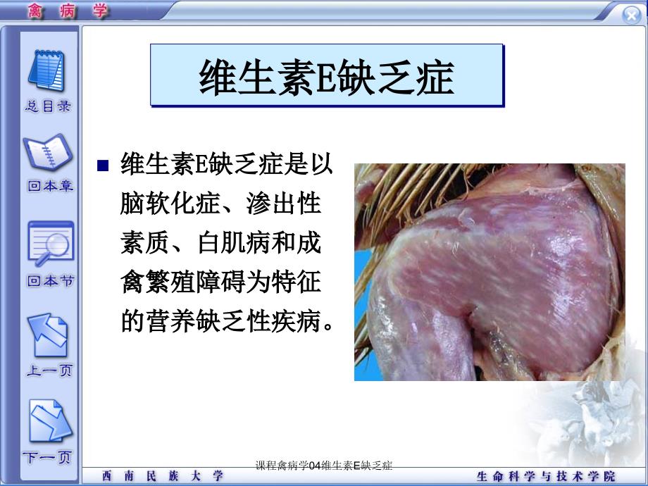 课程禽病学04维生素E缺乏症课件_第1页