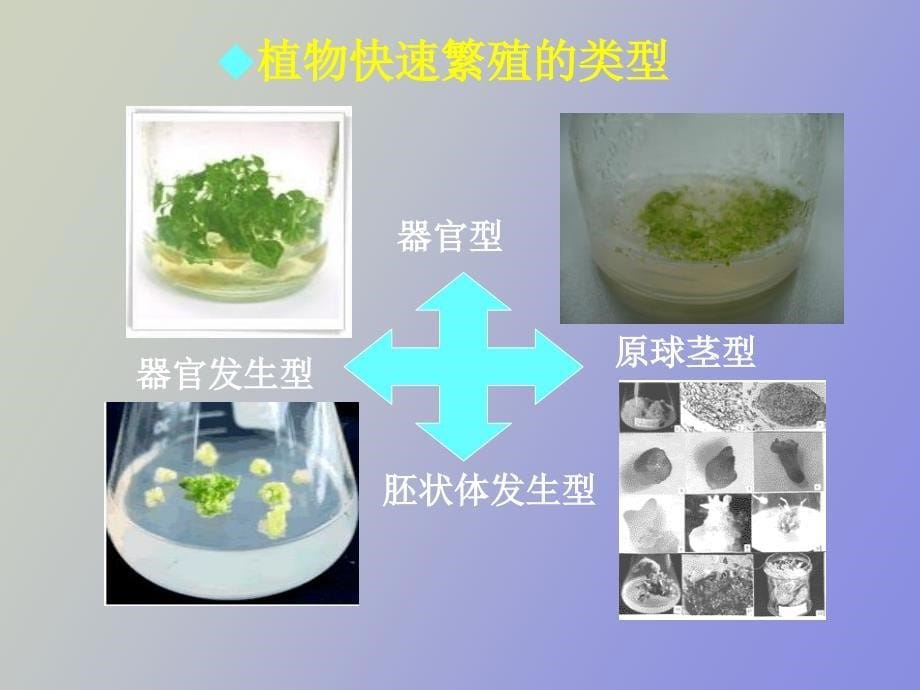 植物快速繁殖和脱毒_第5页