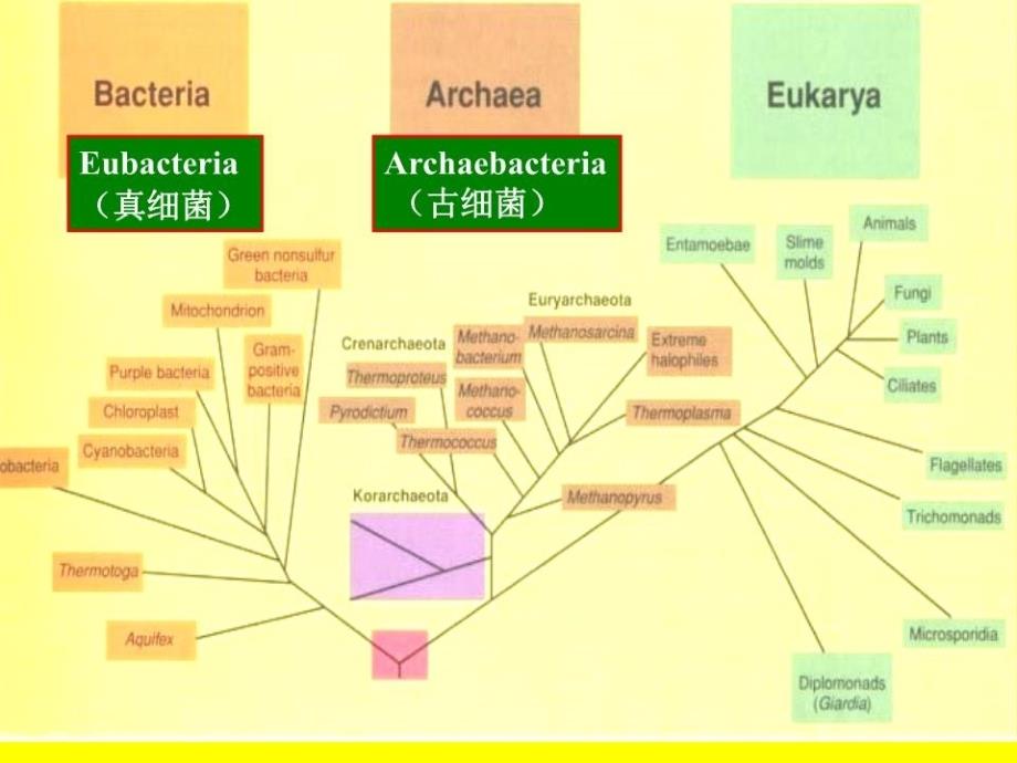 原核微生物形态结构.ppt_第2页